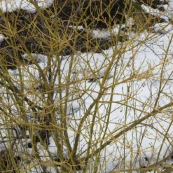 Cornus Sericea 'Flaviramea' (Pilekornel) Salgsh.: 30-50 Cm. (Barrodet Bundt M/10 Stk) 9 Cornus Sericea 'Flaviramea' (Pilekornel) Salgsh.: 30-50 Cm. (Barrodet Bundt M/10 Stk) -Planter Butik 34 367 4