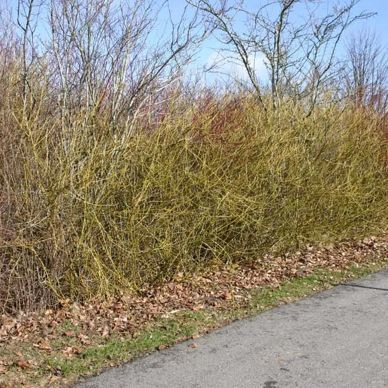 Cornus Sericea 'Flaviramea' (Pilekornel) Salgsh: 50-80 Cm. (Barrodet Bundt M/10 Stk) 4 Cornus Sericea 'Flaviramea' (Pilekornel) Salgsh: 50-80 Cm. (Barrodet Bundt M/10 Stk) - Image 2