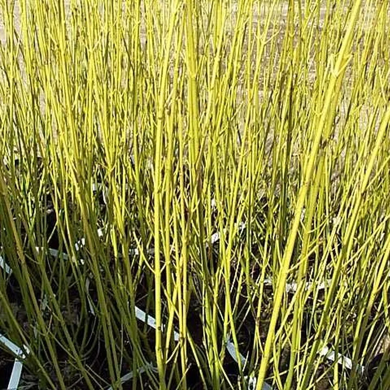 Cornus Sericea 'Flaviramea' (Pilekornel) Salgsh: 50-80 Cm. (Barrodet Bundt M/10 Stk) 5 Cornus Sericea 'Flaviramea' (Pilekornel) Salgsh: 50-80 Cm. (Barrodet Bundt M/10 Stk) - Image 3