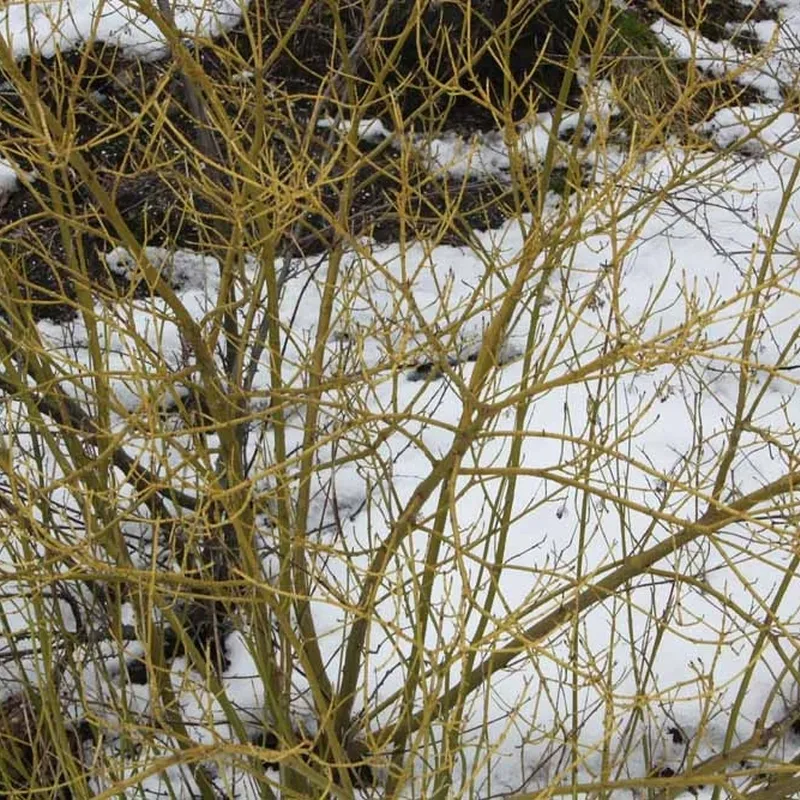 Cornus Sericea 'Flaviramea' (Pilekornel) Salgsh: 50-80 Cm. (Barrodet Bundt M/10 Stk) 6 Cornus Sericea 'Flaviramea' (Pilekornel) Salgsh: 50-80 Cm. (Barrodet Bundt M/10 Stk) - Image 4