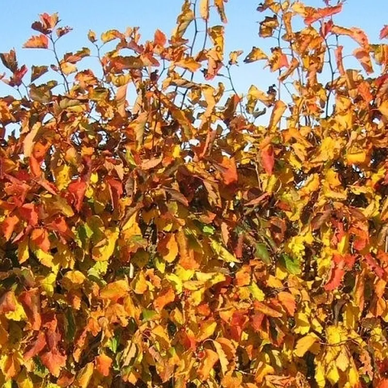 Crataegus Intricata (Skarlagen Hvidtjørn) Salgsh: 40-60 Cm. (Barrodet Bundt M/10 Stk) 3 Crataegus Intricata (Skarlagen Hvidtjørn) Salgsh: 40-60 Cm. (Barrodet Bundt M/10 Stk)