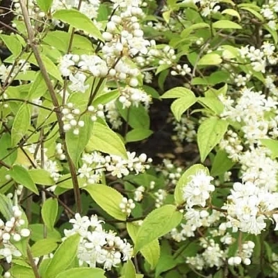 Deutzia Crenata 'Dippon' (Stjernetop) Salgsh.: 30-50 Cm. (Barrodet Bundt M/10 Stk) 3 Deutzia Crenata 'Dippon' (Stjernetop) Salgsh.: 30-50 Cm. (Barrodet Bundt M/10 Stk)