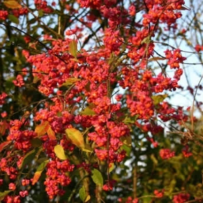 Euonymus Europaeus (Alm. Benved) Salgsh.: 50-80 Cm. (Barrodet Bundt M/10 Stk) 3 Euonymus Europaeus (Alm. Benved) Salgsh.: 50-80 Cm. (Barrodet Bundt M/10 Stk)