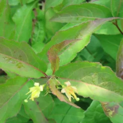 Diervilla Lonicera 'Dilon' (Diervilla) Salgsh.: 30-50 Cm.  (Barrodet Bundt M/10 Stk)
