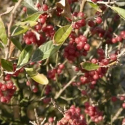 Elaeagnus Umbellata ( Skærmsølvblad) Salgsh.: 30-50 Cm. (Barrodet Bundt M/10 Stk)