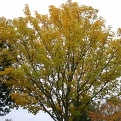Acer Platanoides (Spidsløn) Salgshøjde: 40-60 cm. (Barrodet Bundt M/10 Stk)