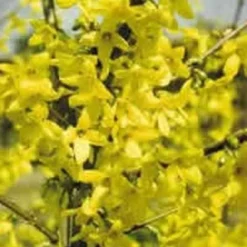 Forsythia Int. 'Lynwood' (Forsythia) Salgsh.: 50-80 Cm. (Barrodet Bundt M/10 Stk)