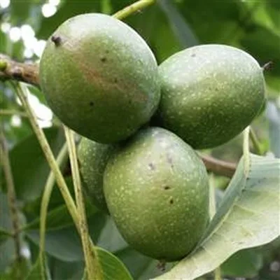 Juglans Regia ( Alm. Valnød) Salgshøjde: 30-50 Cm. (Barrodet Bundt M/10 Stk) 3 Juglans Regia ( Alm. Valnød) Salgshøjde: 30-50 Cm. (Barrodet Bundt M/10 Stk)