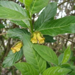 Lonicera Ledebourii 'Lebo' (Californisk Gedeblad) Salgsh.: 30-50 Cm. (Barrodet Bundt M/10 Stk)