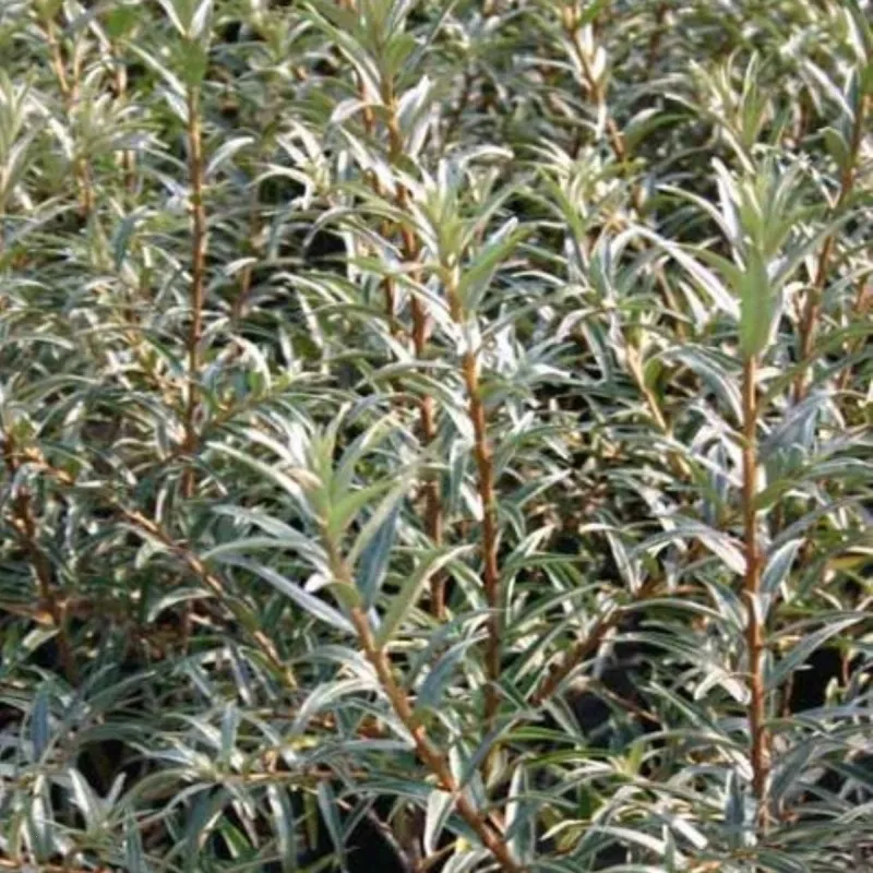 Hippophae Rhamnoides (Havtorn/Sandtorn) Salgsh.: 30-50 Cm (Barrodet Bundt M/10 Stk) 3 Hippophae Rhamnoides (Havtorn/Sandtorn) Salgsh.: 30-50 Cm (Barrodet Bundt M/10 Stk)