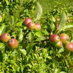 Malus Sylvestris ( Vild Skovæble) Salgshøjde: 50-80 Cm.  (Barrodet Bundt M/10 Stk)