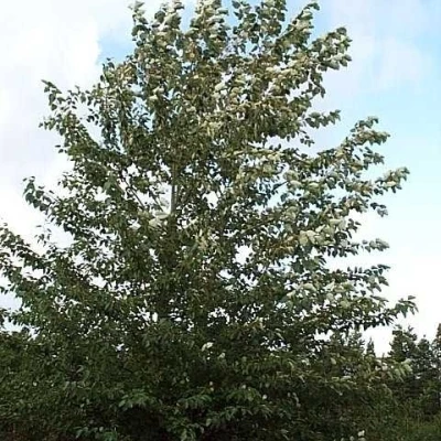 Populus Tri. 'OP 42' (Vestamerikansk Balsampoppel) Salgsh.: 60-100 Cm. (Barrodet Bundt M/10 Stk) 3 Populus Tri. 'OP 42' (Vestamerikansk Balsampoppel) Salgsh.: 60-100 Cm. (Barrodet Bundt M/10 Stk)