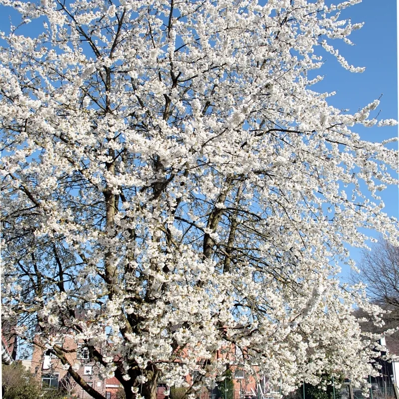 Prunus Avium (Fuglekirsebær ) Salgsh.: 40-60 Cm. (Barrodet Bundt M/10 Stk) 3 Prunus Avium (Fuglekirsebær ) Salgsh.: 40-60 Cm. (Barrodet Bundt M/10 Stk)