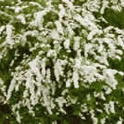Spiraea Cineria 'Grefsheim' (Snedrivebusk) Salgsh: 30-50 Cm. (Barrodet Bundt M/10 Stk)
