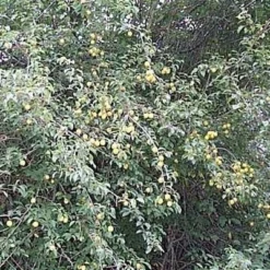 Prunus Cerasifera (Mirabelle) Salgsh.: 40-60 Cm. (Barrodet Bundt M/10 Stk)