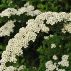 Spiraea Nipponica 'Snowmound' (Spiræa) Salgsh: 50-80 Cm.  (Barrodet Bundt M/10 Stk)