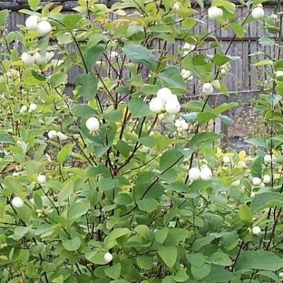 Symphoricarpos Albus (hvid Snebær) Salgsh: 30-50 Cm. (Barrodet Bundt M/10 Stk) 3 Symphoricarpos Albus (hvid Snebær) Salgsh: 30-50 Cm. (Barrodet Bundt M/10 Stk)