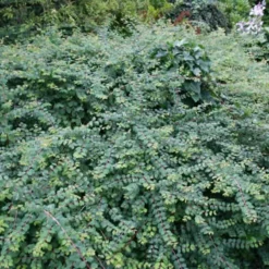 Symphoricarpos Chen. 'Hancock' (Rød Snebær) Salgsh.: 30-50 Cm. (Barrodet Bundt M/10 Stk)