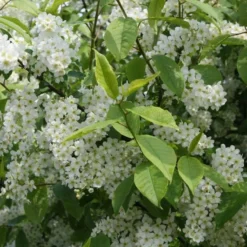 Prunus Padus (Hæg) Salgshøjde: 40-60 Cm.  (Barrodet Bundt M/10 Stk)