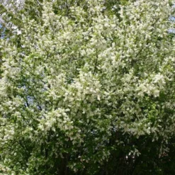 Prunus Padus (Hæg) Salgshøjde: 40-60 Cm.  (Barrodet Bundt M/10 Stk) -Planter Butik 34 62 4