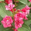 Weigela 'Bristol Ruby' (Klokkebusk) Salgsh.: 50-80 Cm. (Barrodet Bundt M/10 Stk) -Planter Butik 34 652 1