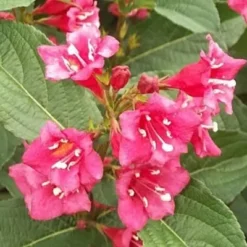 Weigela 'Bristol Ruby' (Klokkebusk) Salgsh.: 50-80 Cm. (Barrodet Bundt M/10 Stk)