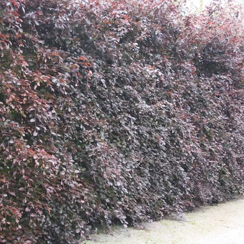 Fagus Sylvatica 'Purpurea' (Rødbøg) Salgsh.: 80-100 Cm. (Barrodet Bundt M/10 Stk) 3 Fagus Sylvatica 'Purpurea' (Rødbøg) Salgsh.: 80-100 Cm. (Barrodet Bundt M/10 Stk)