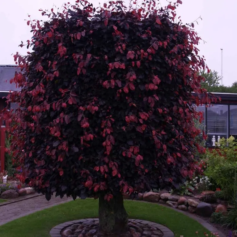 Fagus Sylvatica 'Purpurea' (Rødbøg) Salgsh.: 80-100 Cm. (Barrodet Bundt M/10 Stk) 4 Fagus Sylvatica 'Purpurea' (Rødbøg) Salgsh.: 80-100 Cm. (Barrodet Bundt M/10 Stk) - Image 2