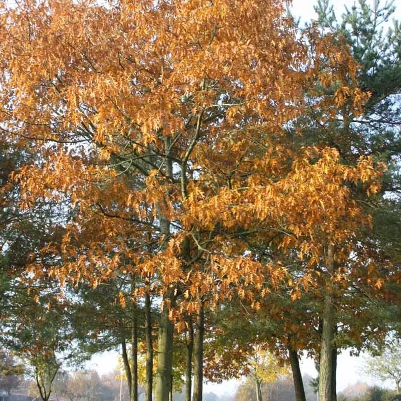 Quercus Rubra (Rødeg) Salgshøjde: 30-50 Cm. (Barrodet Bundt M/10 Stk) 3 Quercus Rubra (Rødeg) Salgshøjde: 30-50 Cm. (Barrodet Bundt M/10 Stk)