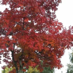 New Products -Planter Butik 34 72 2