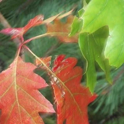 Quercus Rubra (Rødeg) Salgshøjde: 30-50 Cm. (Barrodet Bundt M/10 Stk) 6 Quercus Rubra (Rødeg) Salgshøjde: 30-50 Cm. (Barrodet Bundt M/10 Stk) - Image 4