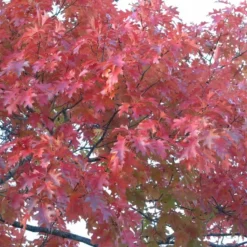 Quercus Rubra (Rødeg) Salgshøjde: 50-80 Cm. (Barrodet Bundt M/10 Stk) -Planter Butik 34 73 3