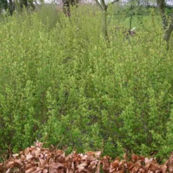 Ribes Alpinum 'Hemus' (Fjeldribs Han) - Salgshøjde: 50-80 Cm. (Barrodet Bundt M/10 Stk)