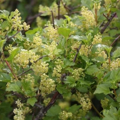 Ribes Alpinum 'Hemus' (Fjeldribs Han) - Salgshøjde: 50-80 Cm. (Barrodet Bundt M/10 Stk) 4 Ribes Alpinum 'Hemus' (Fjeldribs Han) - Salgshøjde: 50-80 Cm. (Barrodet Bundt M/10 Stk) - Image 2