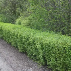 Ribes Alpinum 'Hemus' (Fjeldribs Han) - Salgshøjde: 50-80 Cm. (Barrodet Bundt M/10 Stk) 8 Ribes Alpinum 'Hemus' (Fjeldribs Han) - Salgshøjde: 50-80 Cm. (Barrodet Bundt M/10 Stk) -Planter Butik 34 76 3