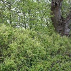 Ribes Alpinum 'Hemus' (Fjeldribs Han) - Salgshøjde: 50-80 Cm. (Barrodet Bundt M/10 Stk) 9 Ribes Alpinum 'Hemus' (Fjeldribs Han) - Salgshøjde: 50-80 Cm. (Barrodet Bundt M/10 Stk) -Planter Butik 34 76 4