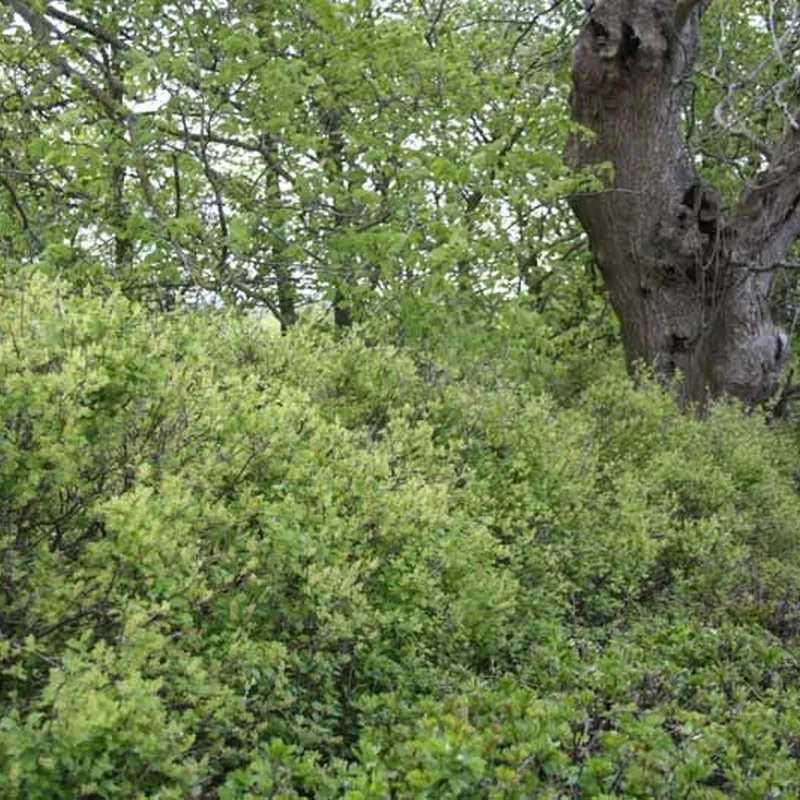 Ribes Alpinum 'Hemus' (Fjeldribs Han) - Salgshøjde: 50-80 Cm. (Barrodet Bundt M/10 Stk) 6 Ribes Alpinum 'Hemus' (Fjeldribs Han) - Salgshøjde: 50-80 Cm. (Barrodet Bundt M/10 Stk) - Image 4