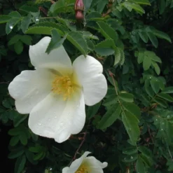 Rosa Pimpinellifolia (Klitrose) Salgshøjde: 30-50 Cm.  (Barrodet Bundt M/10 Stk)