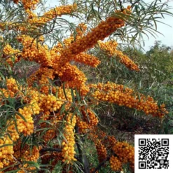 Hippophae Rhamnoides 'Leicora' (Havtorn/Sandtorn Hunplante) - Salgshøjde: 30-50 Cm.