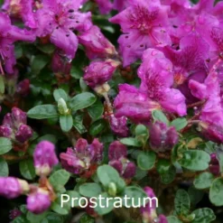 Rhododendron Prostratum (Vildart) - Salgshøjde: 15-20 Cm.