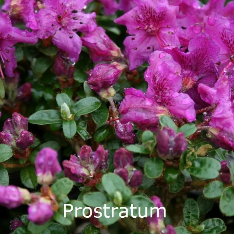Rhododendron Prostratum (Vildart) - Salgshøjde: 15-20 Cm. 3 Rhododendron Prostratum (Vildart) - Salgshøjde: 15-20 Cm.