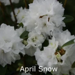 Rhododendron Dauricum 'April Snow' (Småblomstrende) - Salgshøjde: 30-40 Cm.