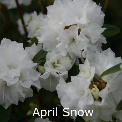 Rhododendron Dauricum 'April Snow' (Småblomstrende) - Salgshøjde: 30-40 Cm. 3 Rhododendron Dauricum 'April Snow' (Småblomstrende) - Salgshøjde: 30-40 Cm.