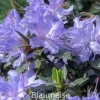 Rhododendron Impeditum 'Blaumeise' (Småblomstrende) - Salgshøjde: 25-30 Cm. 1 Rhododendron Impeditum 'Blaumeise' (Småblomstrende) - Salgshøjde: 25-30 Cm. -Planter Butik 43 134 1