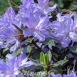 Rhododendron Impeditum 'Blaumeise' (Småblomstrende) - Salgshøjde: 25-30 Cm.