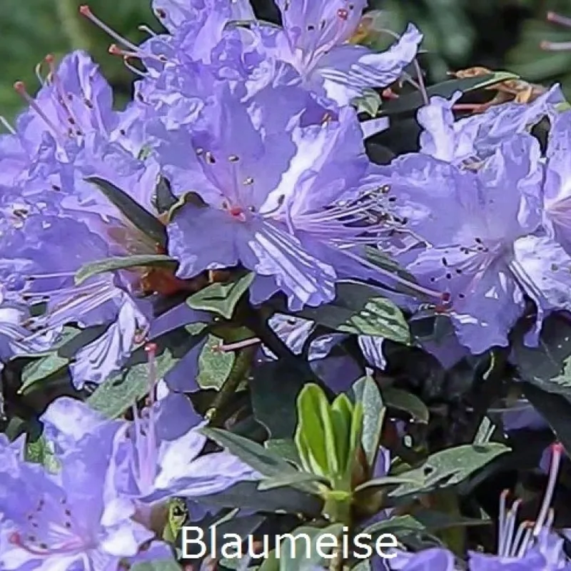 Rhododendron Impeditum 'Blaumeise' (Småblomstrende) - Salgshøjde: 25-30 Cm. 3 Rhododendron Impeditum 'Blaumeise' (Småblomstrende) - Salgshøjde: 25-30 Cm.