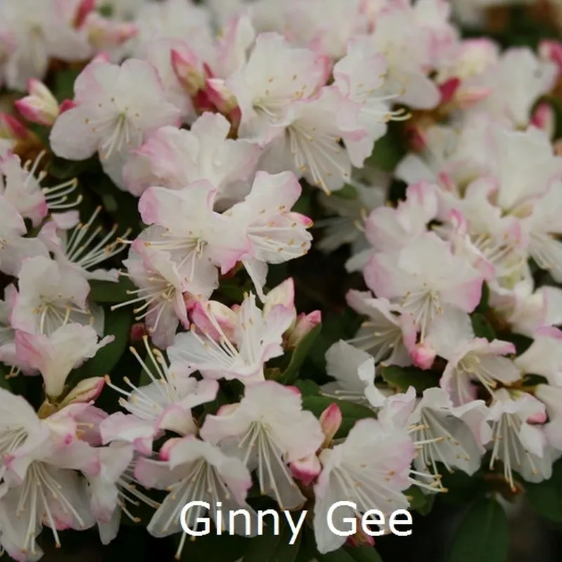 Rhododendron Keiskei 'Ginny Gee' (Småblomstrende) - Salgshøjde: 20-30 Cm. 3 Rhododendron Keiskei 'Ginny Gee' (Småblomstrende) - Salgshøjde: 20-30 Cm.