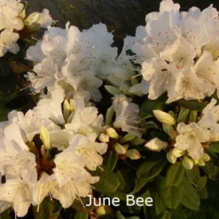 Rhododendron Keiskei 'June Bee' (Småblomstrende) - Salgshøjde: 20-30 Cm.
