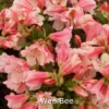 Rhododendron Keiskei 'Wee Bee' (Småblomstrende) - Salgshøjde: 20-30 Cm. 1 Rhododendron Keiskei 'Wee Bee' (Småblomstrende) - Salgshøjde: 20-30 Cm. -Planter Butik 43 147 1