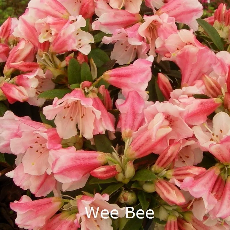 Rhododendron Keiskei 'Wee Bee' (Småblomstrende) - Salgshøjde: 20-30 Cm. 3 Rhododendron Keiskei 'Wee Bee' (Småblomstrende) - Salgshøjde: 20-30 Cm.
